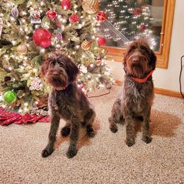 Wirehaired Pointing Griffon All Grown Up from Bristle Creek Wirehaired Pointing Griffons