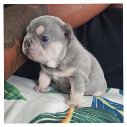 French Bulldog Puppies from LMD Frenchies