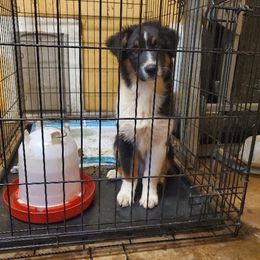 Grant - Black tri-color male Australian Shepherd puppy in Rossville, Tennessee from GoodSprings Aussies