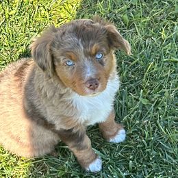Boy 2 - Red merle male Miniature Australian Shepherd puppy in Amarillo, Texas from Duclops Ranch Aussies