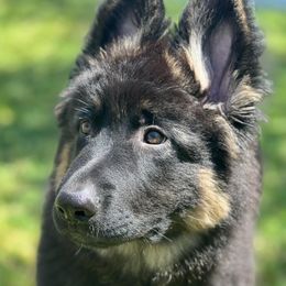 German Shepherds from Wachter’s Loyal Shepherds