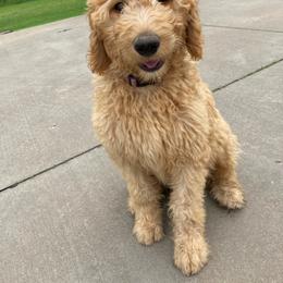 Goldendoodle and Poodle All Grown Up from Rainbow Poodles and Doodles of Oklahoma