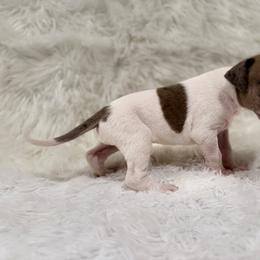 Hopper - Blue and white male Great Dane puppy in Montgomery, Texas from KD Sweet Southern Danes