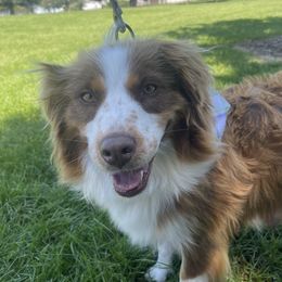 Kimmy - Australian Shepherd