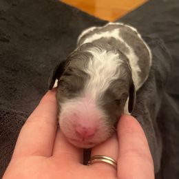 Belle - Merle female Sheepadoodle puppy in Fayette, Alabama from Luxapallila Sheepadoodles