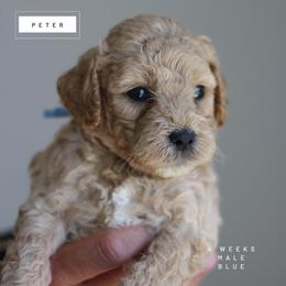 Peter - Apricot male Goldendoodle puppy in Lawton, Oklahoma from Nova's Minidoodles