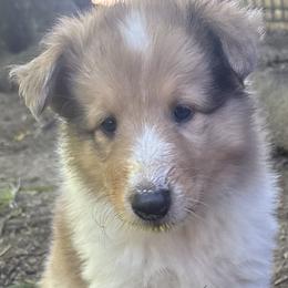 Collie Puppies from Hedge Haven Farm