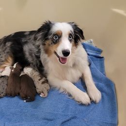 Luna - Miniature Australian Shepherd