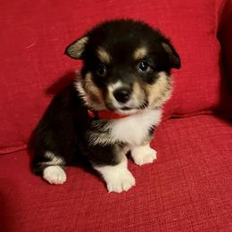 Pembroke Welsh Corgi Puppies from Rocking MAD Corgis