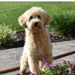Magic - Goldendoodle