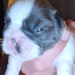Boy 2 - White and black male French Bulldog puppy in High Ridge, Missouri from St Louis Frenchies