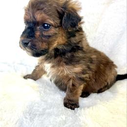 Ridge - Sable male Aussiedoodle puppy in Paoli, Indiana from Brambleberry Doodles