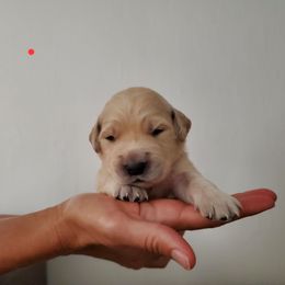 Golden Retriever Puppies from Lakeside Goldens