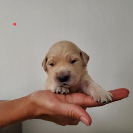 Golden Retriever Puppies from Lakeside Goldens