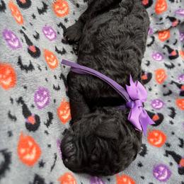 2nd Pick Female AKC Standard Poodle 1605 - Black female Poodle puppy in Conway, Arkansas from Arkansas River Poodles