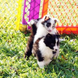 Rottweiler and Toy Shetland Sheepdog Puppies from Mountain High Kennels