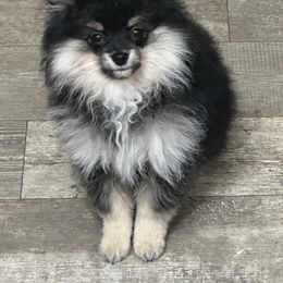 Sheba - Pomeranian