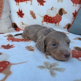 Isabella cream - Fawn (Isabella) male Dachshund puppy in West Plains, Missouri from Spring Creek Dachshunds