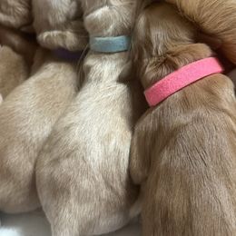 Parmesan (Light Blue) - Light golden female Golden Retriever puppy in Sandy, Oregon from Treasured K-9s