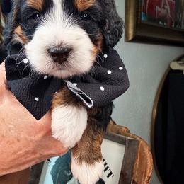 Hot pink - Tri-color male Bernedoodle puppy in Curtice, Ohio from The Pink Doghouse