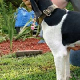 Australian Shepherd and Treeing Walker Coonhound All Grown Up from Bluegrass BET Aussie’s