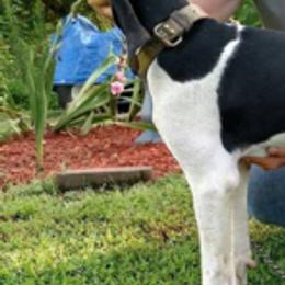 Australian Shepherd and Treeing Walker Coonhound All Grown Up from Bluegrass BET Aussie’s