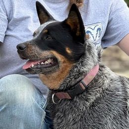 Crush - Australian Cattle Dog