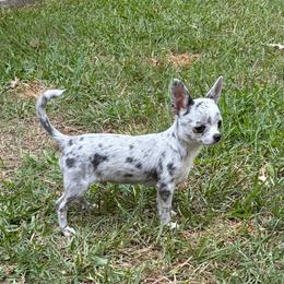 Deebo - Chihuahua