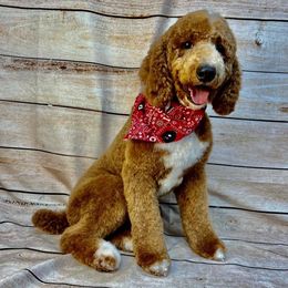 Clyde - Poodle