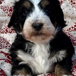 Joyce-Pink collar girl - Tri-color female Bernedoodle puppy in Colorado Springs, Colorado from Mercy Mountain Bernedoodles