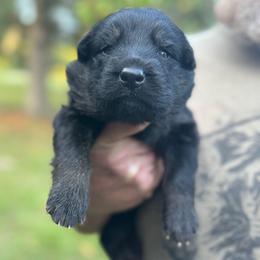 Pink collar girl - Bi-color female German Shepherd puppy in Lake City, Florida from Saylor Shepherds