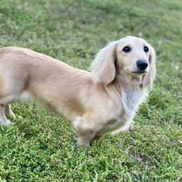Dachshund All Grown Up from Hicks Haus Dachshunds