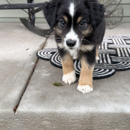Miniature Australian Shepherd Puppies from Wishing Tree Minis