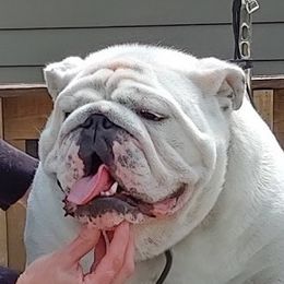 Bitty - Bulldog
