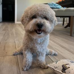 Nicole - Poodle