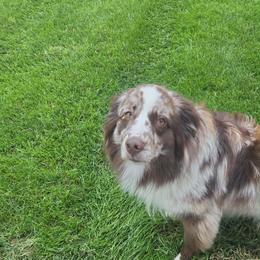 Atlas - Red merle male Miniature Australian Shepherd puppy in Stuart, Iowa from Arbor Hill Aussies