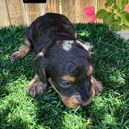 Jim - Black phantom male Aussiedoodle puppy in Bakersfield, California from Annie's Aussies