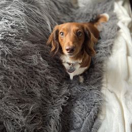 Dachshund Puppies from Cogsworth Cromwell Dachshunds of South West Michigan