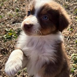 Randy - Red tri-color male Australian Shepherd puppy in Butler, Georgia from Aussies at Howling Hill Farm