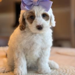 M-Purple Girl - Parti female Goldendoodle puppy in Lewisville, Texas from Texas Goldendoodle Lovers