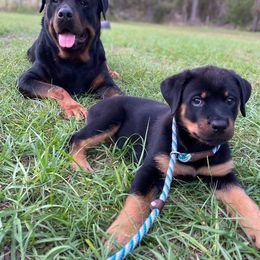 Rottweiler Puppies from Bold & Beautiful Rottweilers