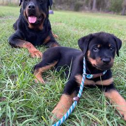 Rottweiler Puppies from Bold & Beautiful Rottweilers