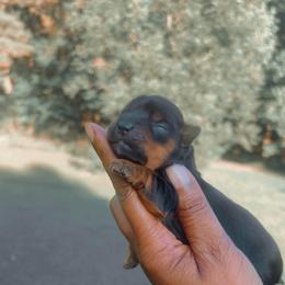 Twix - Black and tan female Yorkshire Terrier puppy in Louisburg, North Carolina from Nell’s Adorable Yorkshire’s