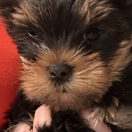 Male - Yorkshire Terrier puppy from Michelle’s Yorkies