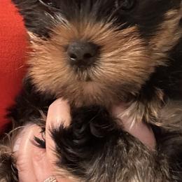 Male - Yorkshire Terrier puppy from Michelle’s Yorkies