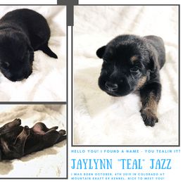 German Shepherd Puppies from Mountain Kraft K9 Kennel