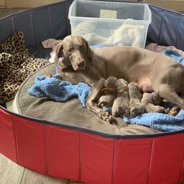 Weimaraner Puppies from Jennifer Anne's Weimaraners