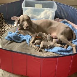 Weimaraner Puppies from Jennifer Anne's Weimaraners