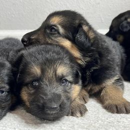 Dachshunds and German Shepherds from Best Shepherds