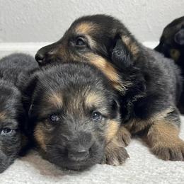 Dachshunds and German Shepherds from Best Shepherds